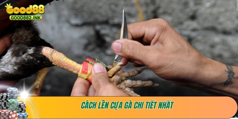 Cách lên cựa gà chi tiết nhất