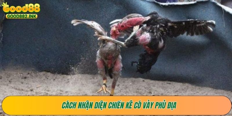 Cách nhận diện chiến kê có vảy Phủ Địa