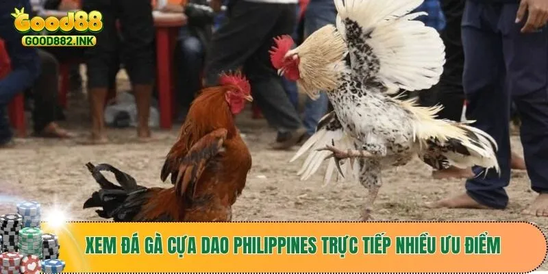 Xem trực tiếp đá gà cựa dao tại nền tảng GOOD88 với nhiều ưu điểm
