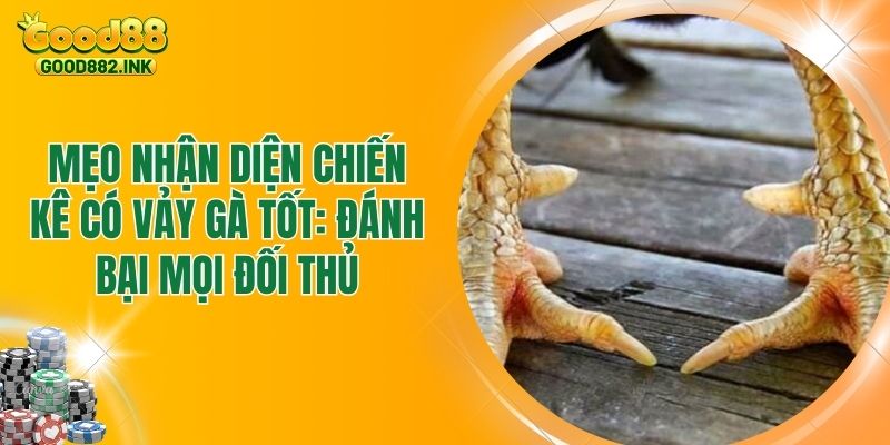 Mẹo Nhận Diện Chiến Kê Có Vảy Gà Tốt: Đánh Bại Mọi Đối Thủ