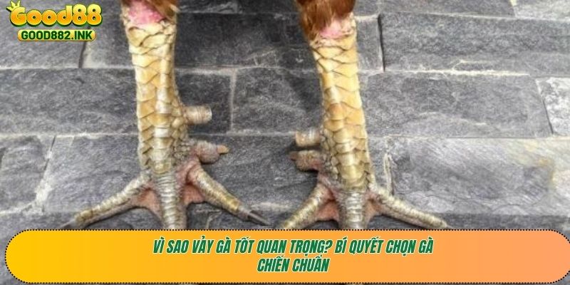 Vì sao vảy gà tốt quan trọng? Bí quyết chọn gà chiến chuẩn